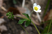 Drymocallis rupestris